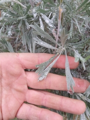 Artemisia tridentata tridentata