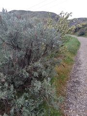 Artemisia tridentata tridentata