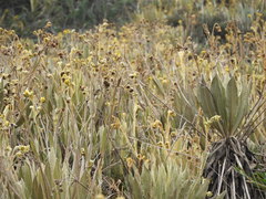 Espeletia occidentalis