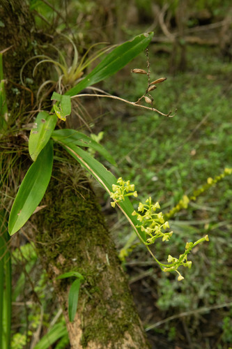 Polystachya concreta