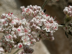 Eriogonum fasciculatum polifolium