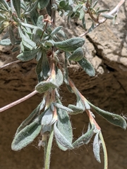Eriogonum fasciculatum polifolium