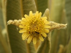 Espeletia occidentalis