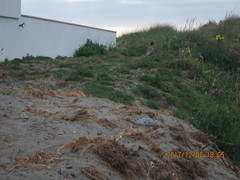 Phasianus colchicus torquatus