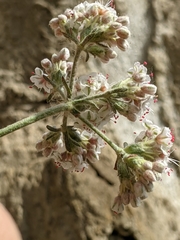 Eriogonum fasciculatum polifolium