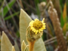 Espeletia occidentalis