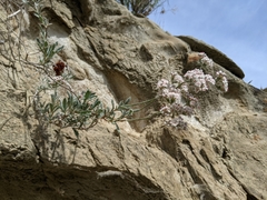 Eriogonum fasciculatum polifolium