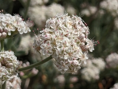 Eriogonum fasciculatum polifolium