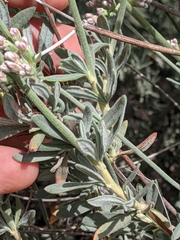 Eriogonum fasciculatum polifolium