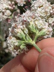 Eriogonum fasciculatum polifolium