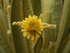 Espeletia occidentalis