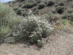 Eriogonum fasciculatum polifolium