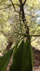 Photinia lasiopetala