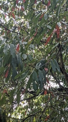 Photinia lasiopetala