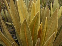 Espeletia occidentalis