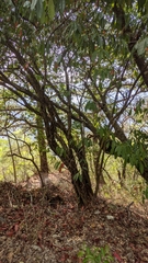 Photinia lasiopetala