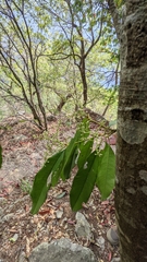Photinia lasiopetala