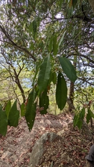 Photinia lasiopetala