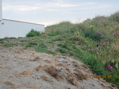 Phasianus colchicus torquatus