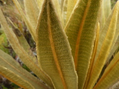 Espeletia occidentalis