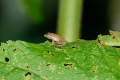 Pristimantis variabilis
