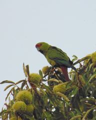 Enicognathus leptorhynchus