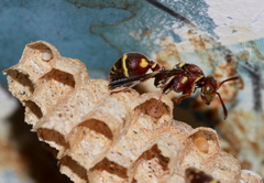 Ropalidia cyathiformis