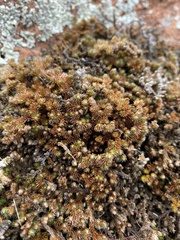 Selaginella peruviana