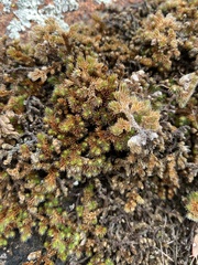 Selaginella peruviana