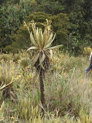 Espeletia occidentalis