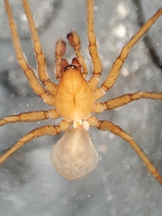Cybaeus sinuosus