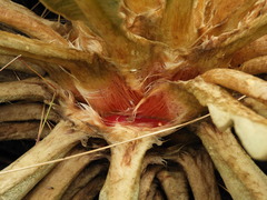 Espeletia occidentalis