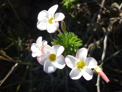 Oxalis tenuifolia