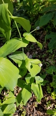 Uvularia