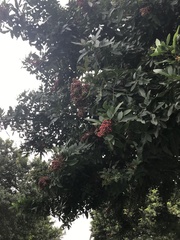 Schinus terebinthifolia
