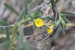 Lithospermum mirabile