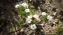 Oxalis tenuifolia