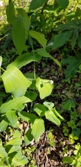 Uvularia