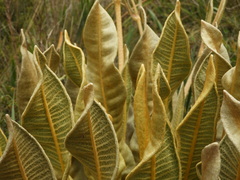 Espeletia occidentalis