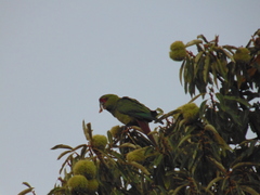 Enicognathus leptorhynchus
