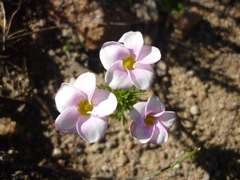 Oxalis tenuifolia