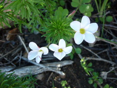Oxalis tenuifolia