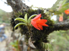 Fernandezia