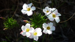 Oxalis tenuifolia