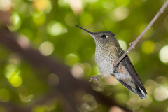 Green-Backed Firecrown photo 2