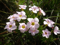 Oxalis tenuifolia