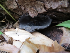 Urnula
