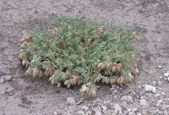 Astragalus wootonii