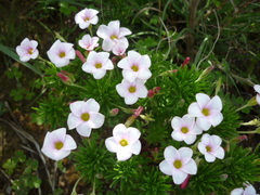Oxalis tenuifolia