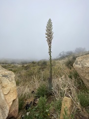 Hesperoyucca